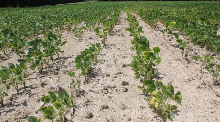 Heat-Drought-Stressed-Soybeans.jpeg