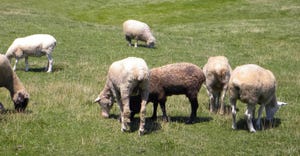sheep grazing in pasture