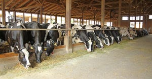 Holstein cows in barn eating hay
