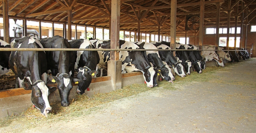 Holstein cows in barn eating hay Holstein cows in barn eating hay