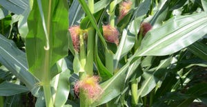 healthy-corn-vogt.jpg