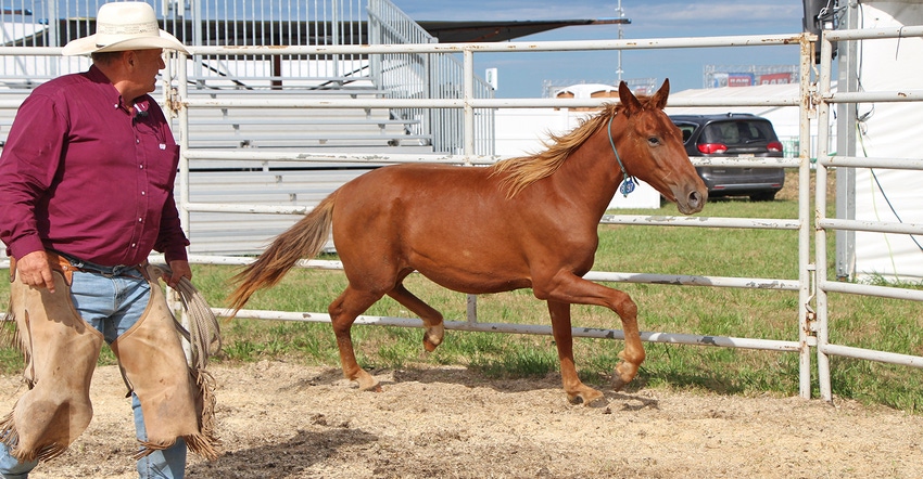 Ron Knodel at Husker Harvest Days teaches how to tame a wild horse Ron Knodel at Husker Harvest Days teaches how to tame a wild horse