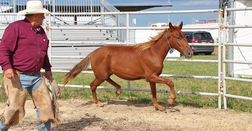 Ron Knodel at Husker Harvest Days teaches how to tame a wild horse