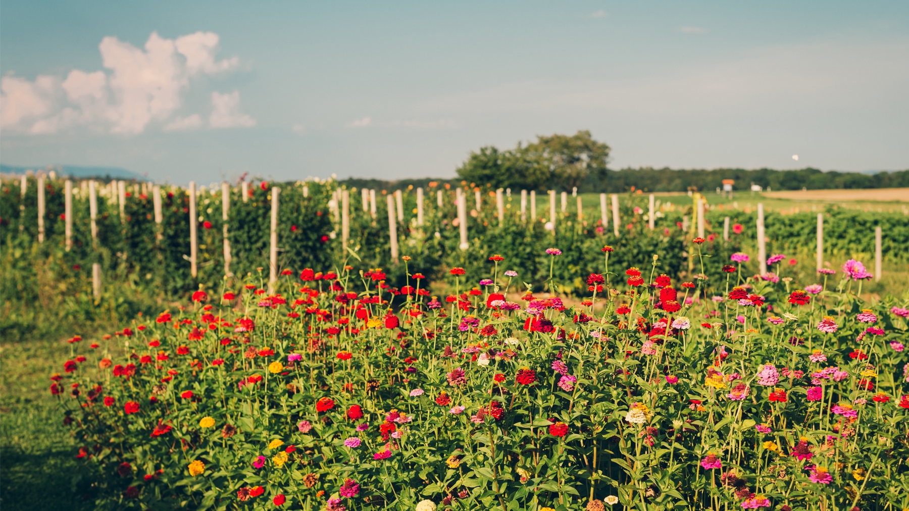 Keys To Starting A Cut-flower Farm