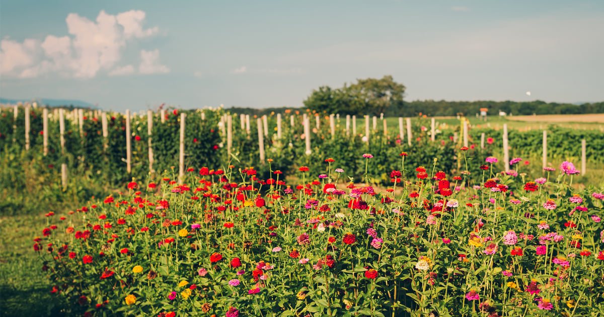 Keys to starting a cut-flower farm