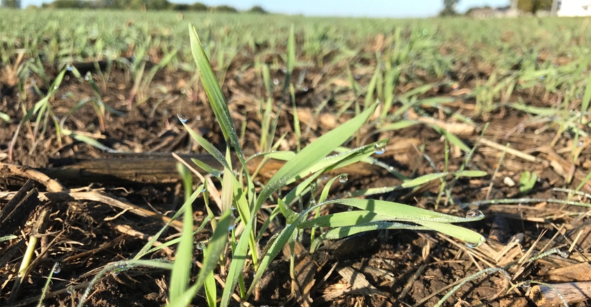 cover crops 