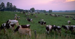 A herd of Holstein cows graze the pastures of a dairy farm
