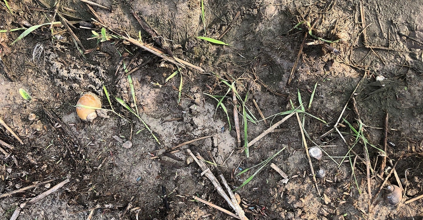 rice-apple-snail-damage-Dustin-Harrell-lsu.jpg rice-apple-snail-damage-Dustin-Harrell-lsu.jpg