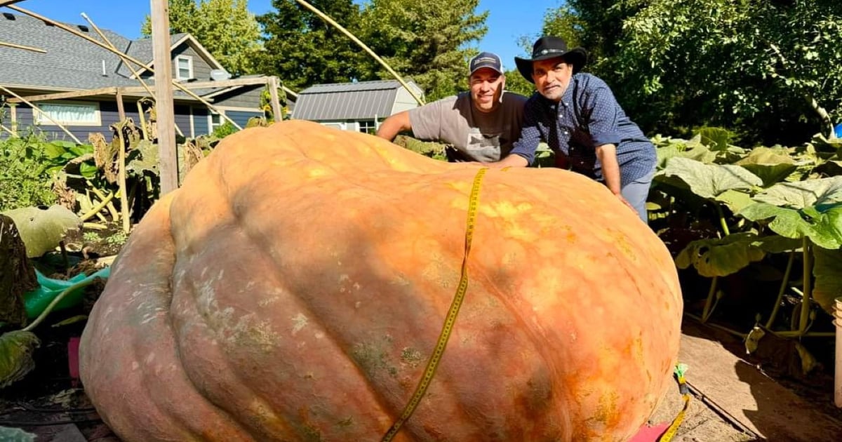 It’s a great pumpkin, Travis Gienger!
