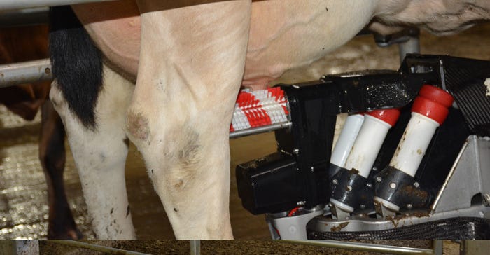 Lely robotic milker attached to cow