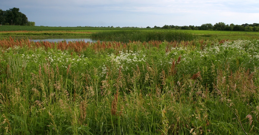View of prairie pothole and cattail in Iowa