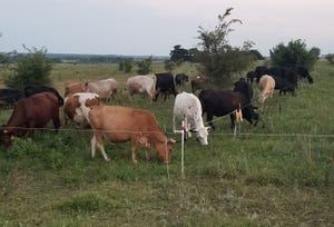 Cows grazing 250,000 pounds per acre