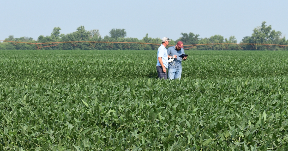 Farmer finds ammonium sulfate improves yield