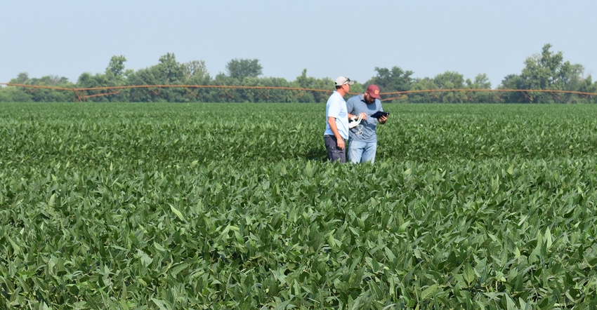 Marc Kaiser looks at a soybean field treated with ammonium sulfate in 2021