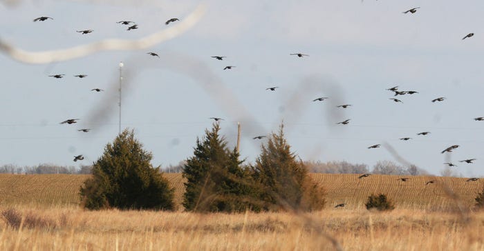 winter flock of turkeys being flushed from a farm field in Sumner County about 10 years ago