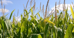 Corn field in bright sunlight