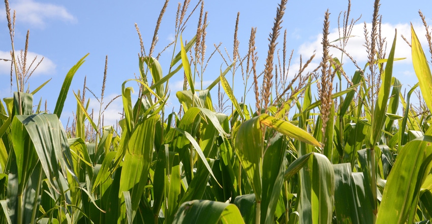 Corn field in bright sunlight