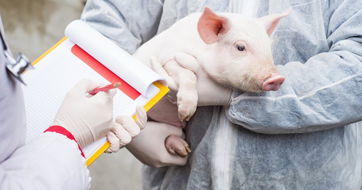 Lessons learned from viral animal disease outbreaks