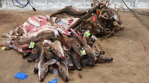 A pile of skinned deer in a meat processing faciliity