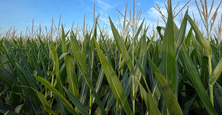 Close-up of corn crop