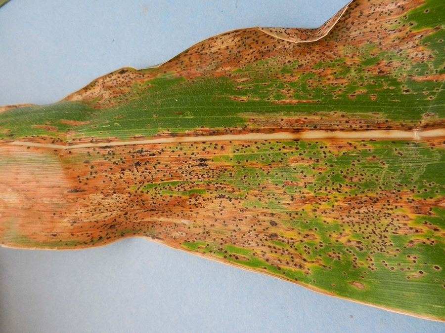 Managing corn tar spot