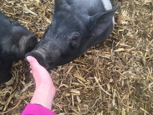 pigs at Zweber Farms in Elko, Minn., 