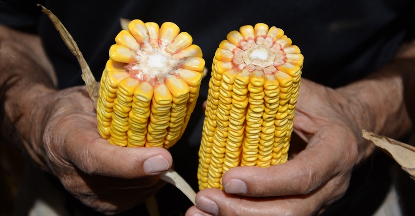 two ears of corn with husk removed