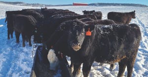 Snow and Cows Feeding.jpg