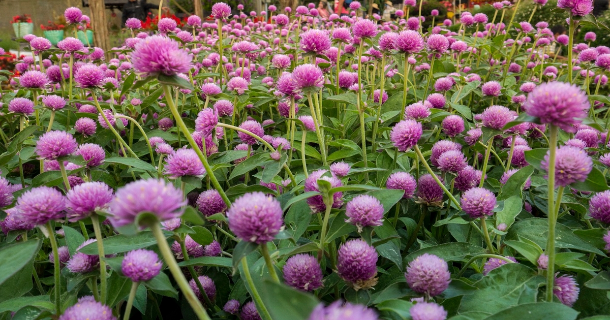 Red clover facts you may not have heard