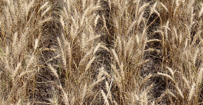Closeup of wheat Closeup of wheat