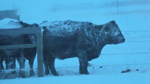 Cattle behind fence covered in snow
