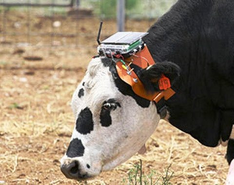 grazing_technology_doesnt_mean_should_1_634969572327968000.jpg