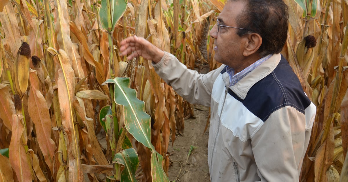 Field scouting examples from 2017 season | Farm Progress