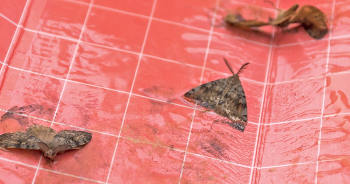 Washington sets gypsy moth treatment areas
