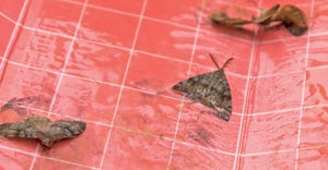 moths captured in trap