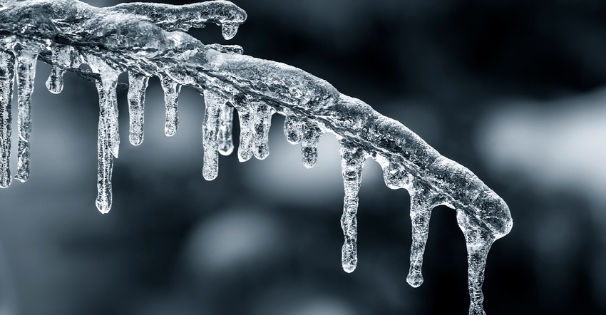 icicles on a branch closeup