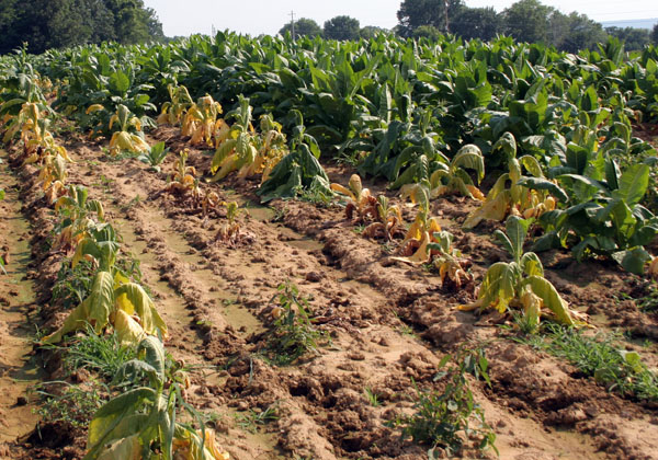 Black shank battle plans for tobacco growers
