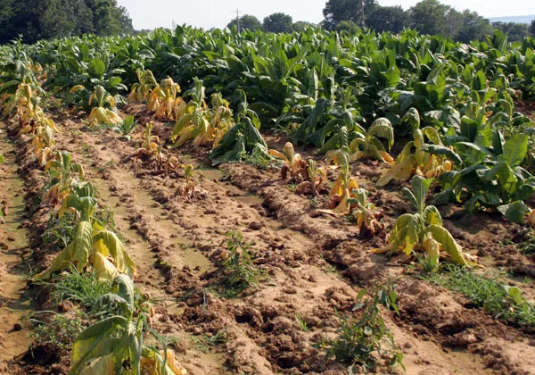 blank shank of tobacco Black shank battle plans for tobacco growers blank shank of tobacco Black shank battle plans for tobacco growers