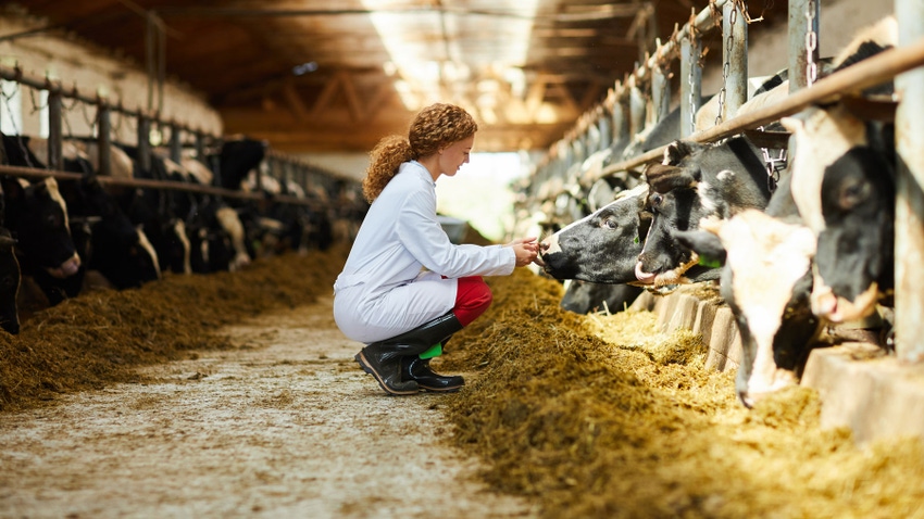 female veterinarian caring for cows sitting down in sunlit barn