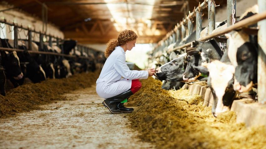 female veterinarian caring for cows sitting down in sunlit barn female veterinarian caring for cows sitting down in sunlit barn
