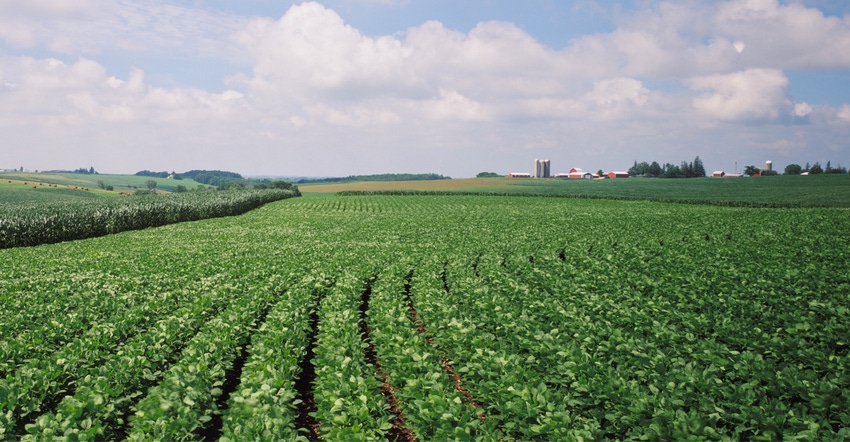 soybean field