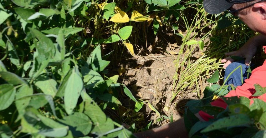 Steve Gauck pulls back healthy soybean plants to expose a plant which succumbed to phytophthora root rot 