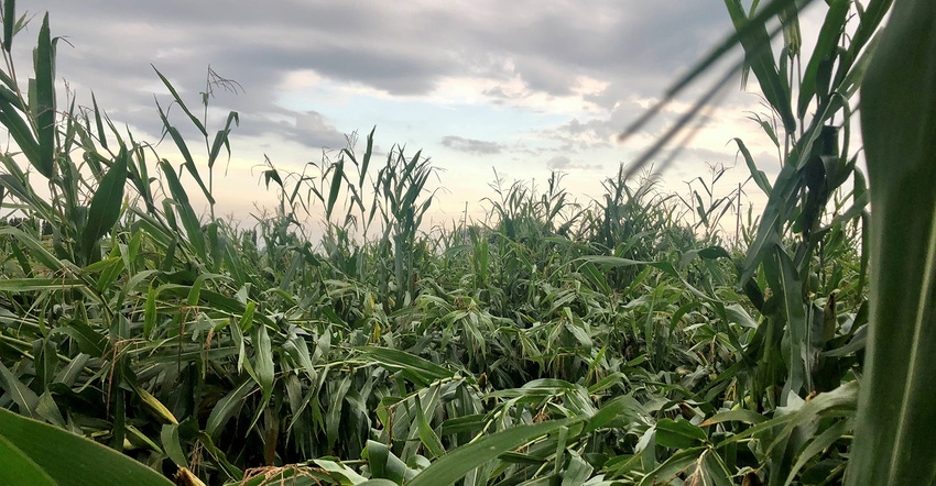 Damage after strong storm in corn field Damage after strong storm in corn field