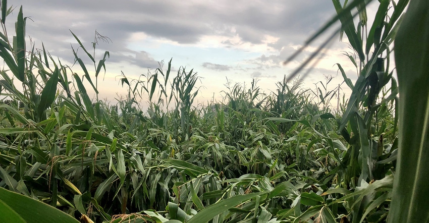 Damage after strong storm in corn field