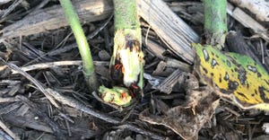 A soybean plant snapped at the soil surface, revealing soybean gall midge larvae