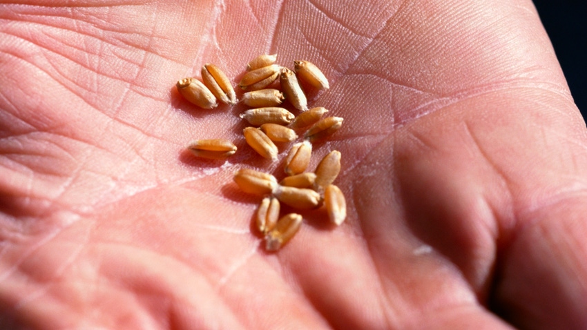 Hand holding kernels of wheat