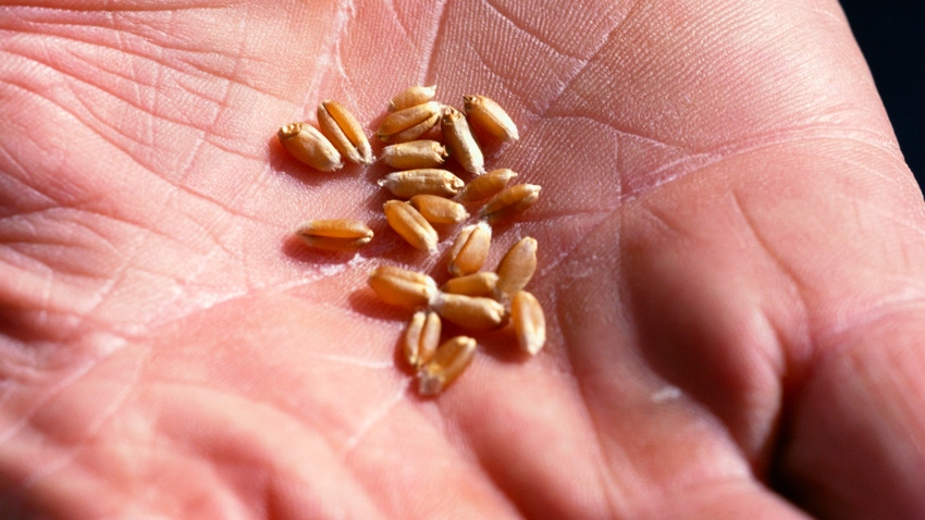 Hand holding kernels of wheat Hand holding kernels of wheat