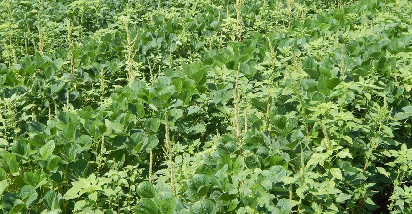 soybean field infested with waterhemp