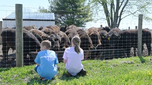 Two young kids watching a herd of cattle through a fence