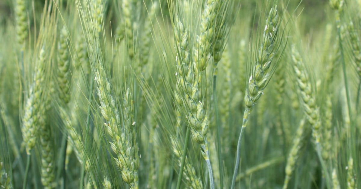Weed Control for Tough-to-Control Weeds in Wheat